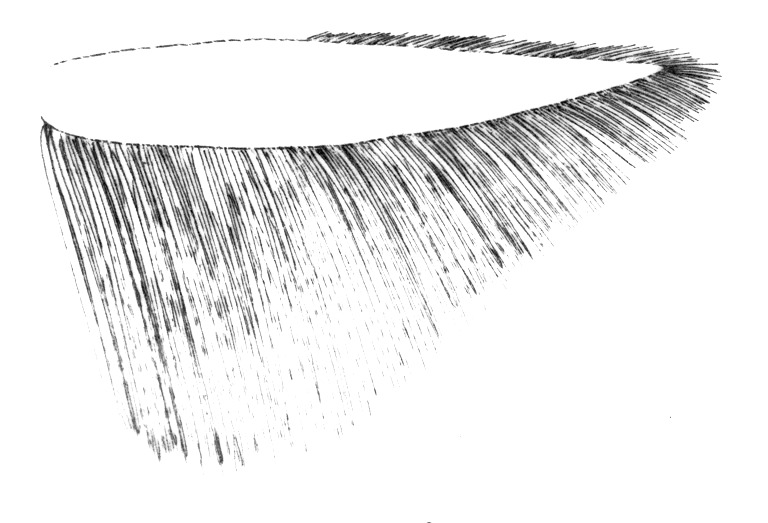 Hindwing with cilia of Limnaecia phragmitella (Cosmopterigidae).